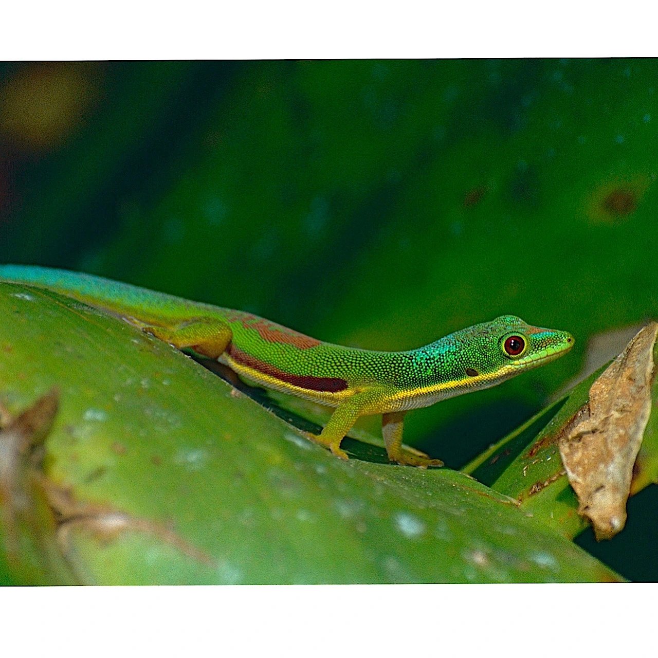 Lined Day Gecko (stripet Dag Gekko)